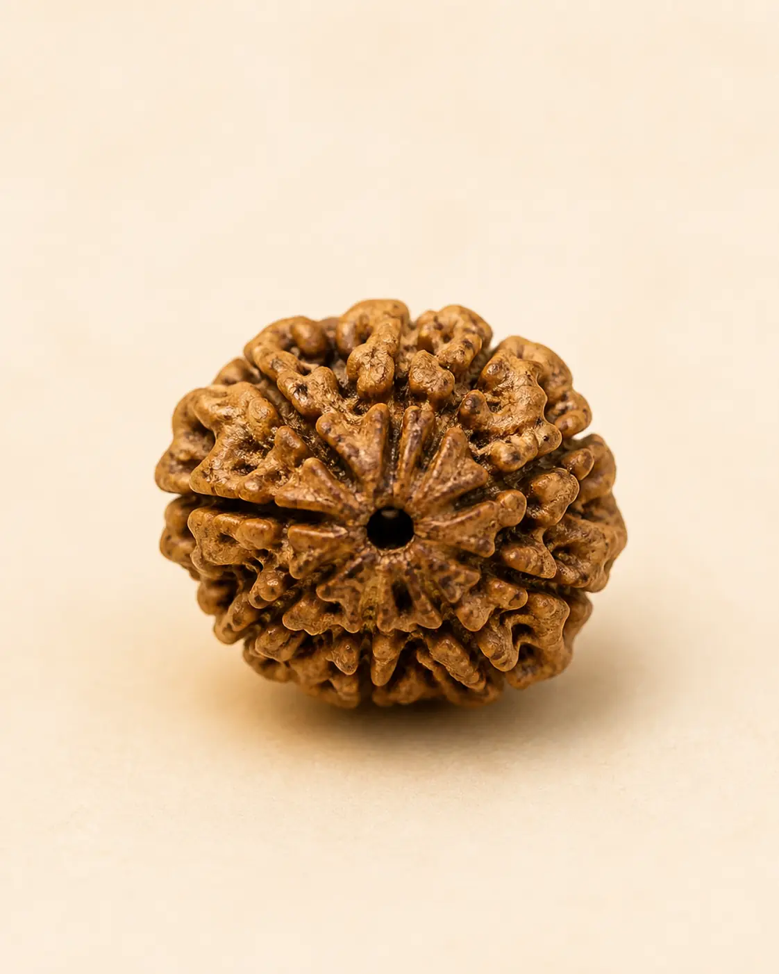 14 Mukhi Rudraksha product-only view 1