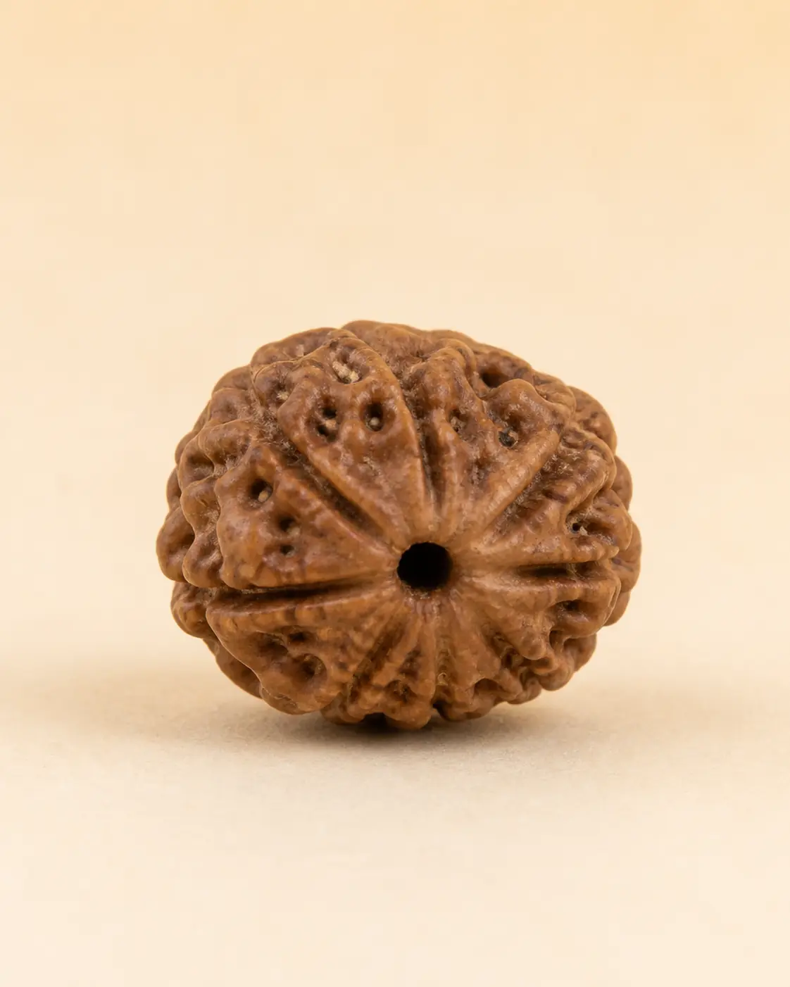 9 Mukhi Rudraksha product-only view 1